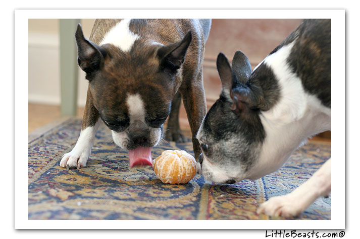 beefy checks out the clementine