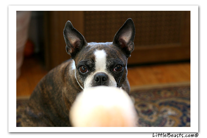 emrys the boston terrier and the clementine