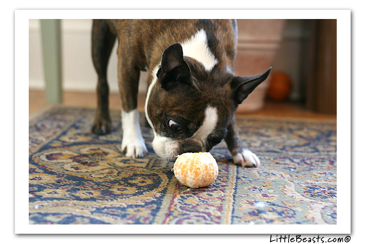 emrys sniffs clementine