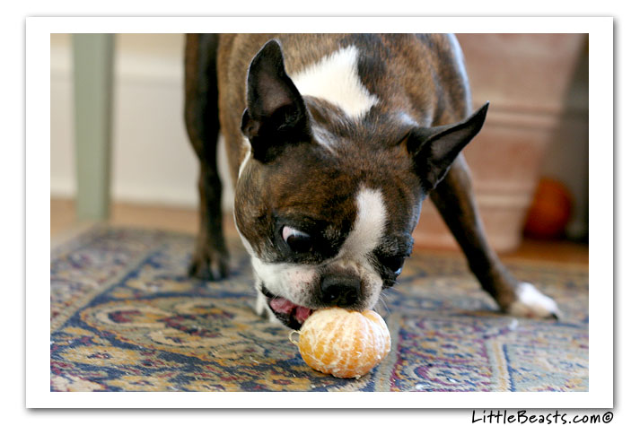 emrys nibbles clementine
