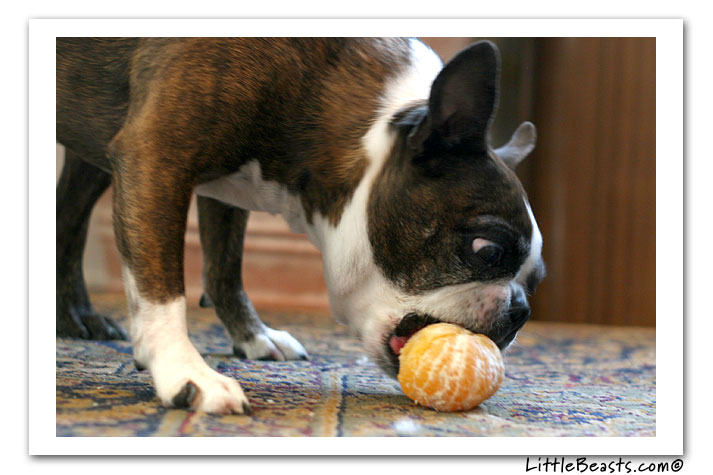 emrys chomps clementine