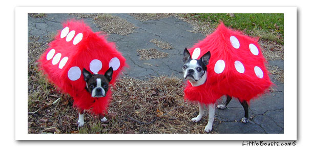 boston terrier fuzzy dice