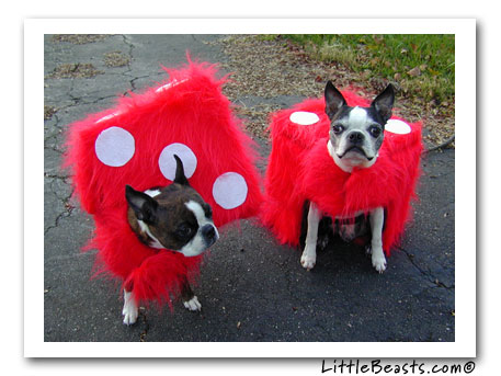 boston terrier fuzzy dice