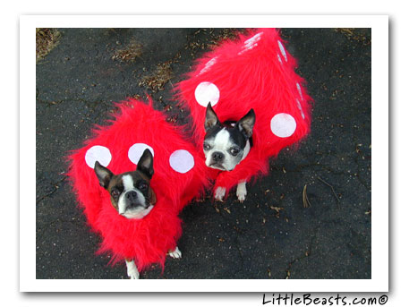 boston terrier fuzzy dice