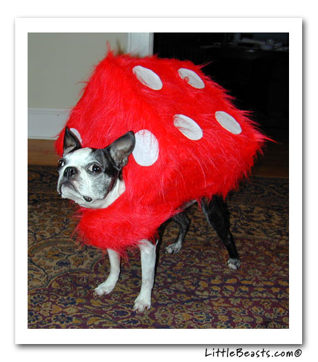 boston terrier fuzzy dice
