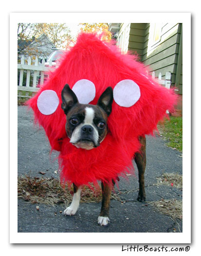 boston terrier fuzzy dice