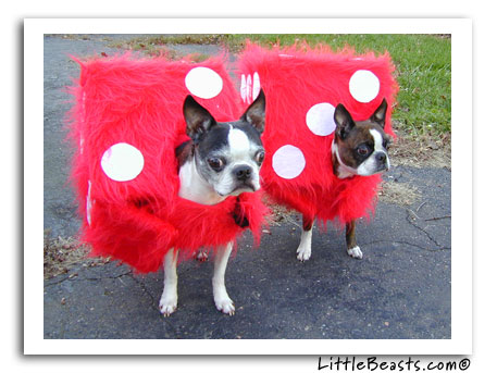 boston terrier fuzzy dice