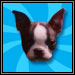 Boston Terrier Match Game