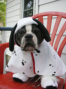 Halloweenie Contestant