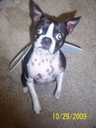 Halloweenie Contestant