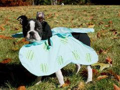 Halloweenie Contestant