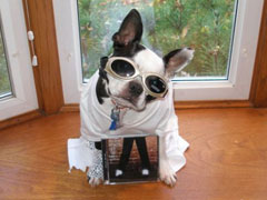 Halloweenie Contestant