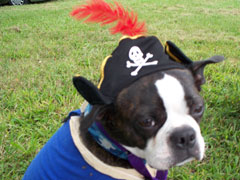 Halloweenie Contestant