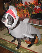 Halloweenie Contestant