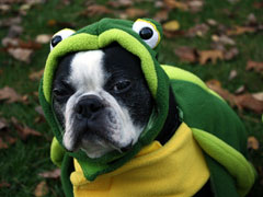 Halloweenie Contestant