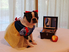 Halloweenie Contestant