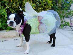 Halloweenie Contestant