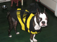 Halloweenie Contestant