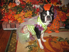 Halloweenie Contestant