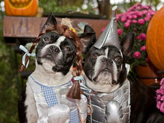Halloweenie Contestant