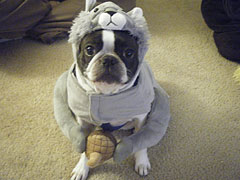 Halloweenie Contestant