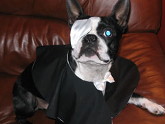 Halloweenie Contestant