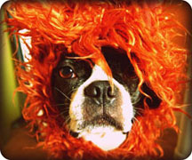 Halloweenie Contestant