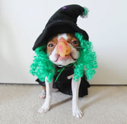 Halloweenie Contestant