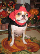Halloweenie Contestant