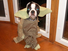 Halloweenie Contestant