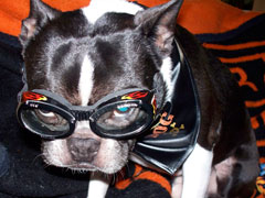 Halloweenie Contestant