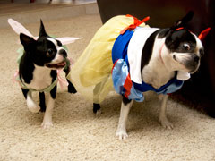 Halloweenie Contestant