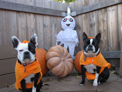Halloweenie Contestant