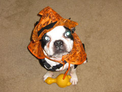 Halloweenie Contestant