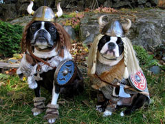 Halloweenie Contestant