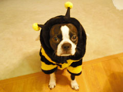 Halloweenie Contestant