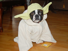 Halloweenie Contestant