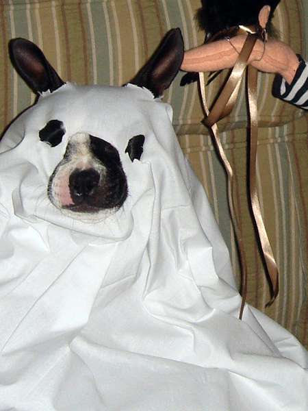 Boston Terrier Halloween Costume Showcase 2008