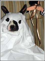 Boston Terrier Halloween Costume Showcase 2008