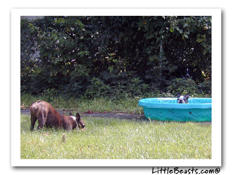 beef in the pool