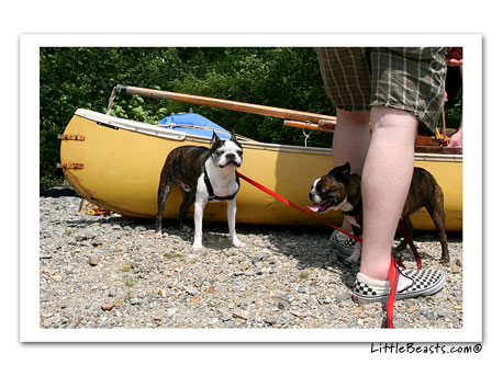 boston terriers help canoe
