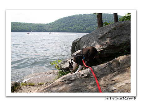 Bergamot at the lake