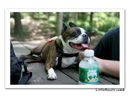 Bergamot & Emrys lake walk