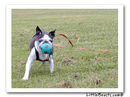 Boston terrier agility photo