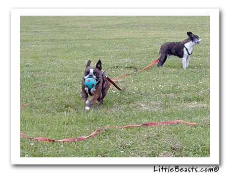 Boston terrier agility photo