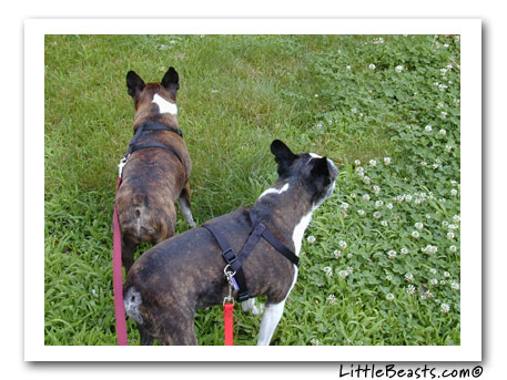 Boston terrier agility photo