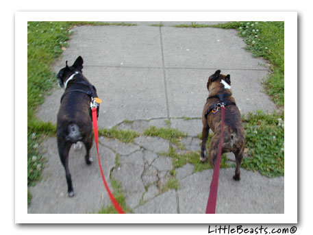 Boston terrier agility photo