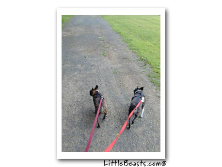 Boston terrier agility photo