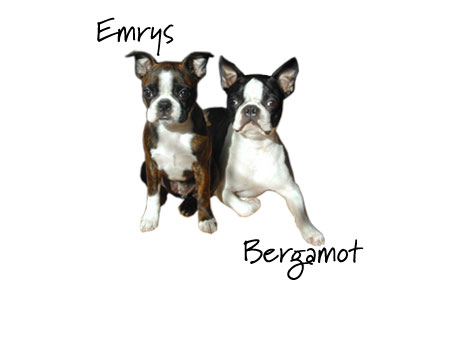 Boston Terriers Bergamot & Emrys