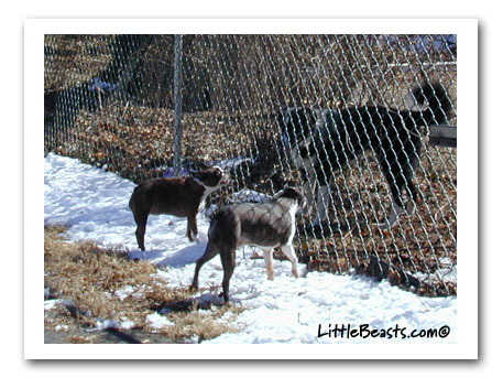 boston terriers and border collie